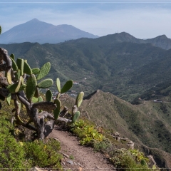 Teno Alto + Baracansteig + Garachico